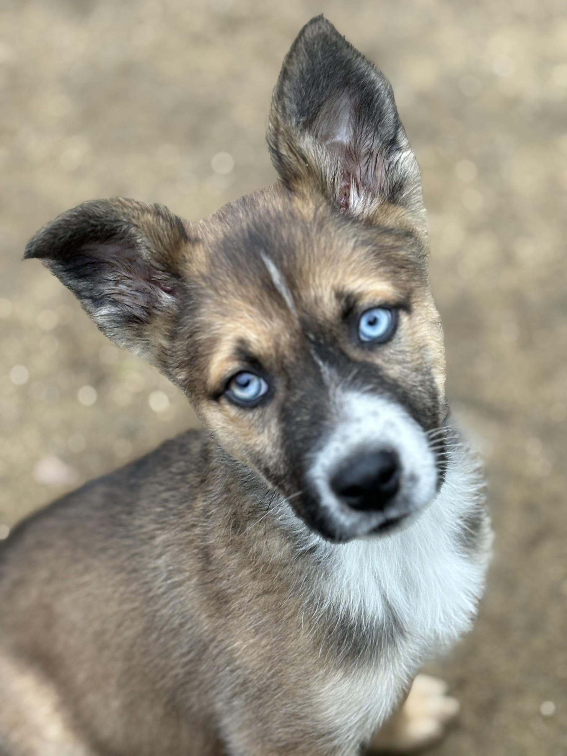 BABY STEVIE , a Adoptable mixed breed in Fresno, CA image 1/4