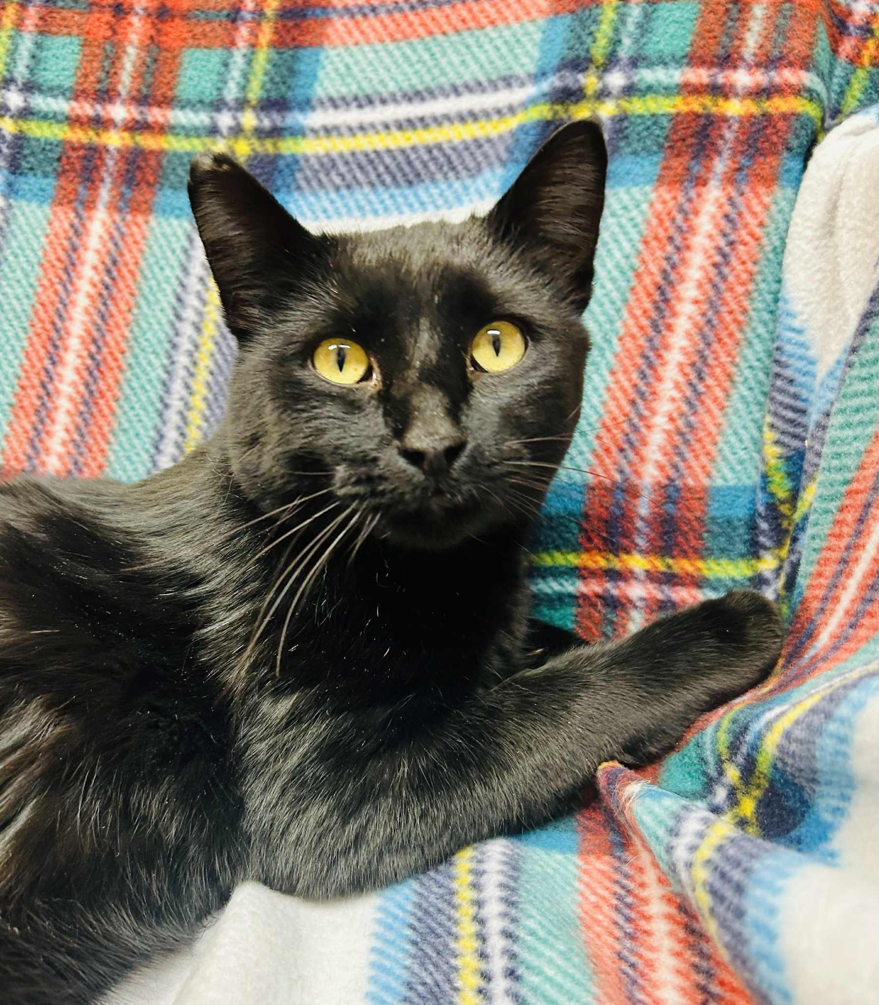 Sharif, an adopted Domestic Short Hair in Alexandria, MN image 2/3