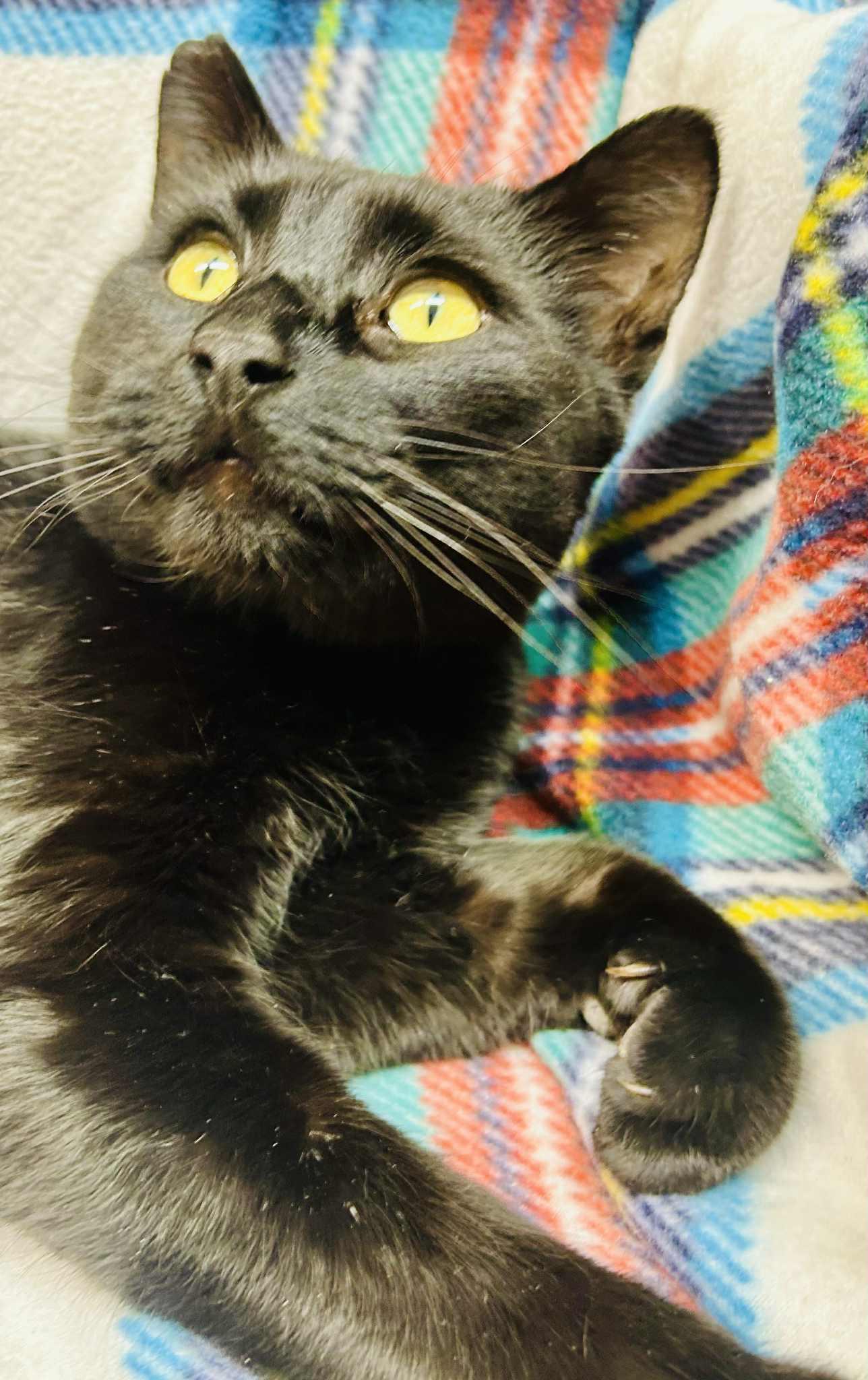 Sharif, an adopted Domestic Short Hair in Alexandria, MN image 3/3