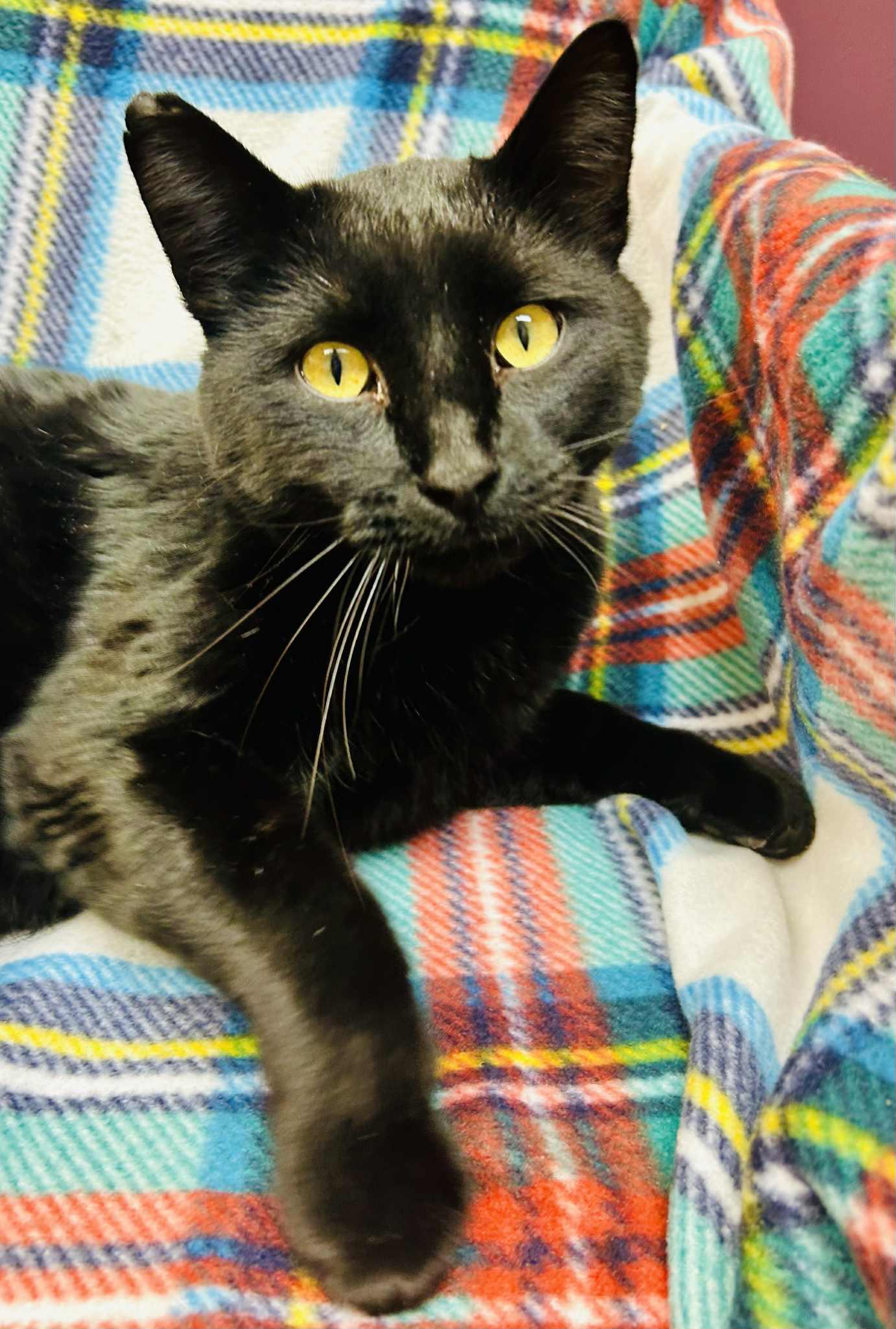 Sharif, an adopted Domestic Short Hair in Alexandria, MN image 1/3