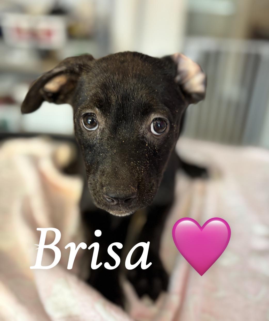 Enlarge Brisa, a ADOPTABLE mixed breed in Felton, PA image 1/1