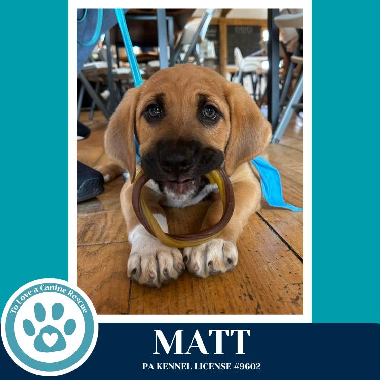 Enlarge Matt (Toolbox Pups) 042526, a Adoptable mixed breed in Kimberton, PA image 1/6