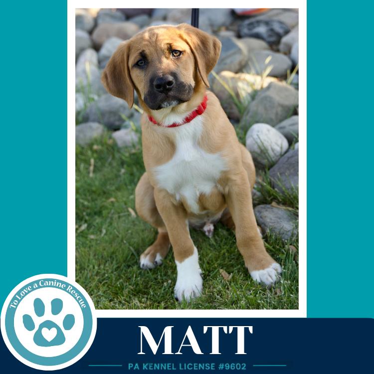 Enlarge Matt (Toolbox Pups) 042526, a Adoptable mixed breed in Kimberton, PA image 2/6