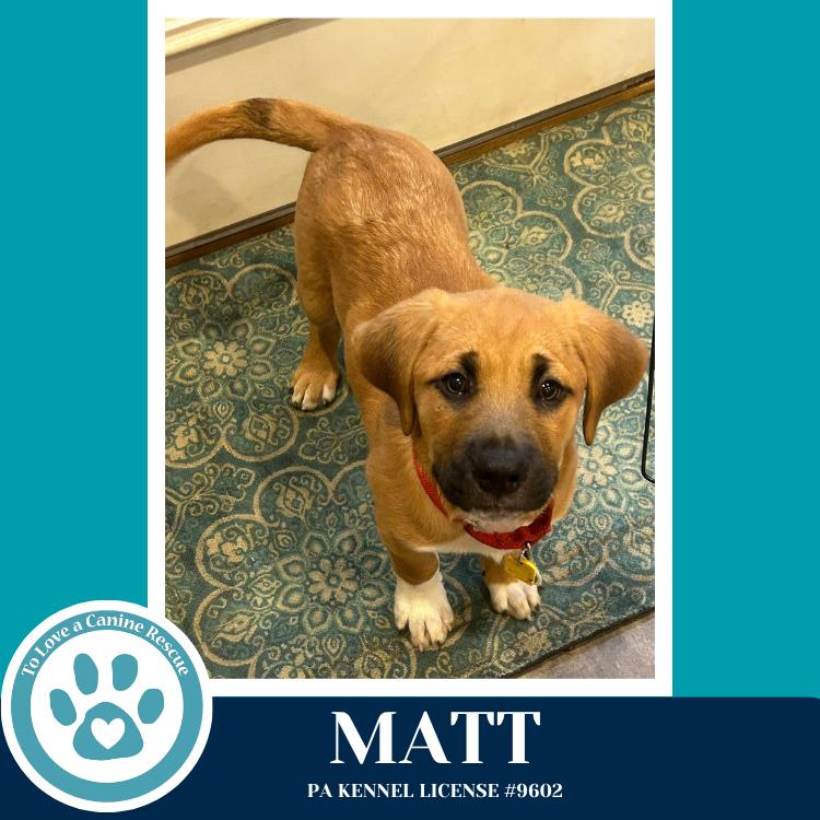 Enlarge Matt (Toolbox Pups) 042526, a Adoptable mixed breed in Kimberton, PA image 3/6