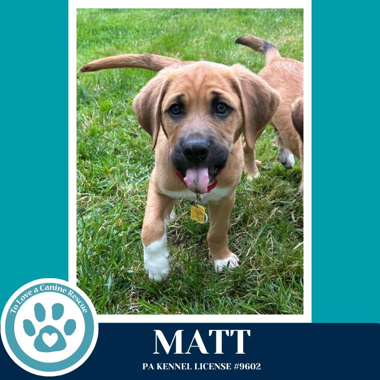 Enlarge Matt (Toolbox Pups) 042526, a Adoptable mixed breed in Kimberton, PA image 4/6
