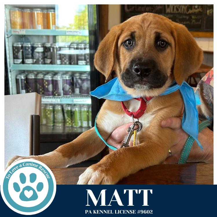 Enlarge Matt (Toolbox Pups) 042526, a Adoptable mixed breed in Kimberton, PA image 5/6
