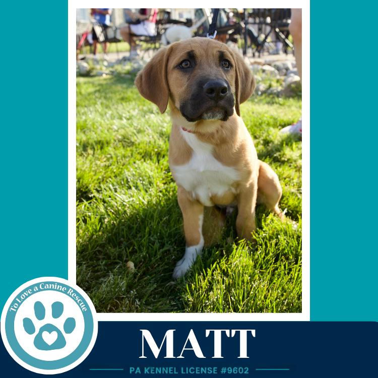 Enlarge Matt (Toolbox Pups) 042526, a Adoptable mixed breed in Kimberton, PA image 6/6