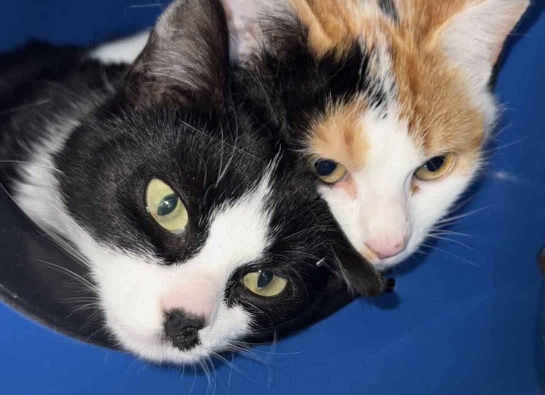 Enlarge Aries, an adopted Domestic Short Hair in Sault Sainte Marie, MI image 4/6