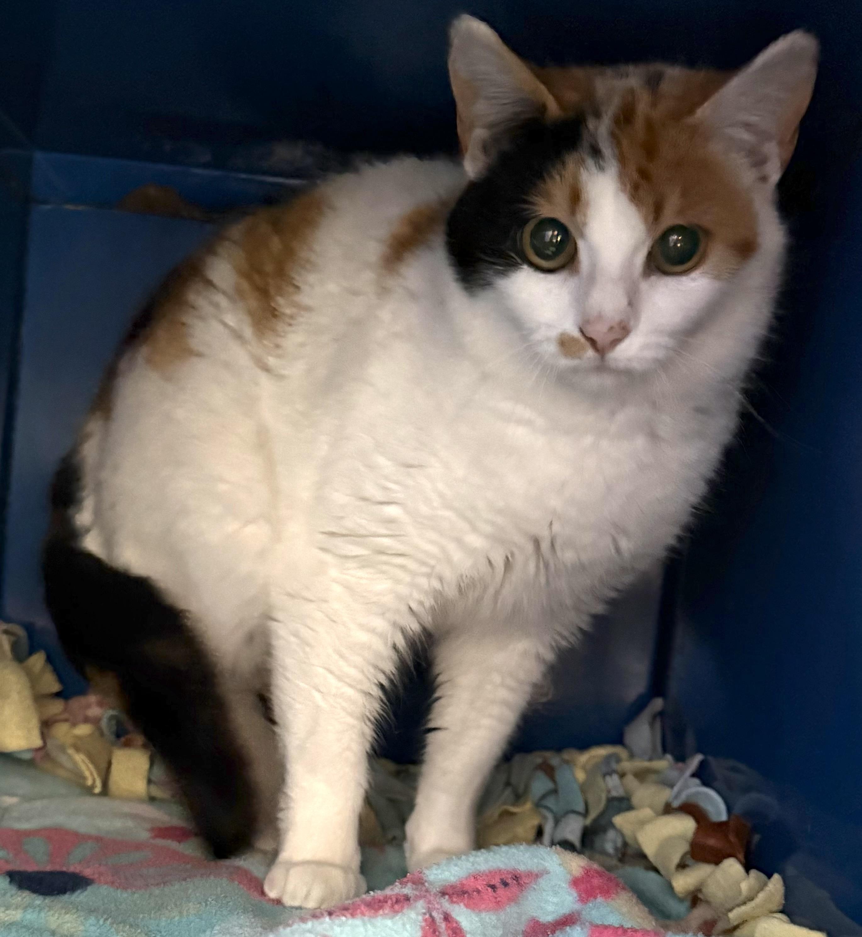 Enlarge Aries, an adopted Domestic Short Hair in Sault Sainte Marie, MI image 2/6