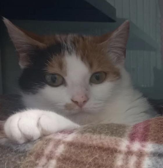 Enlarge Aries, an adopted Domestic Short Hair in Sault Sainte Marie, MI image 6/6