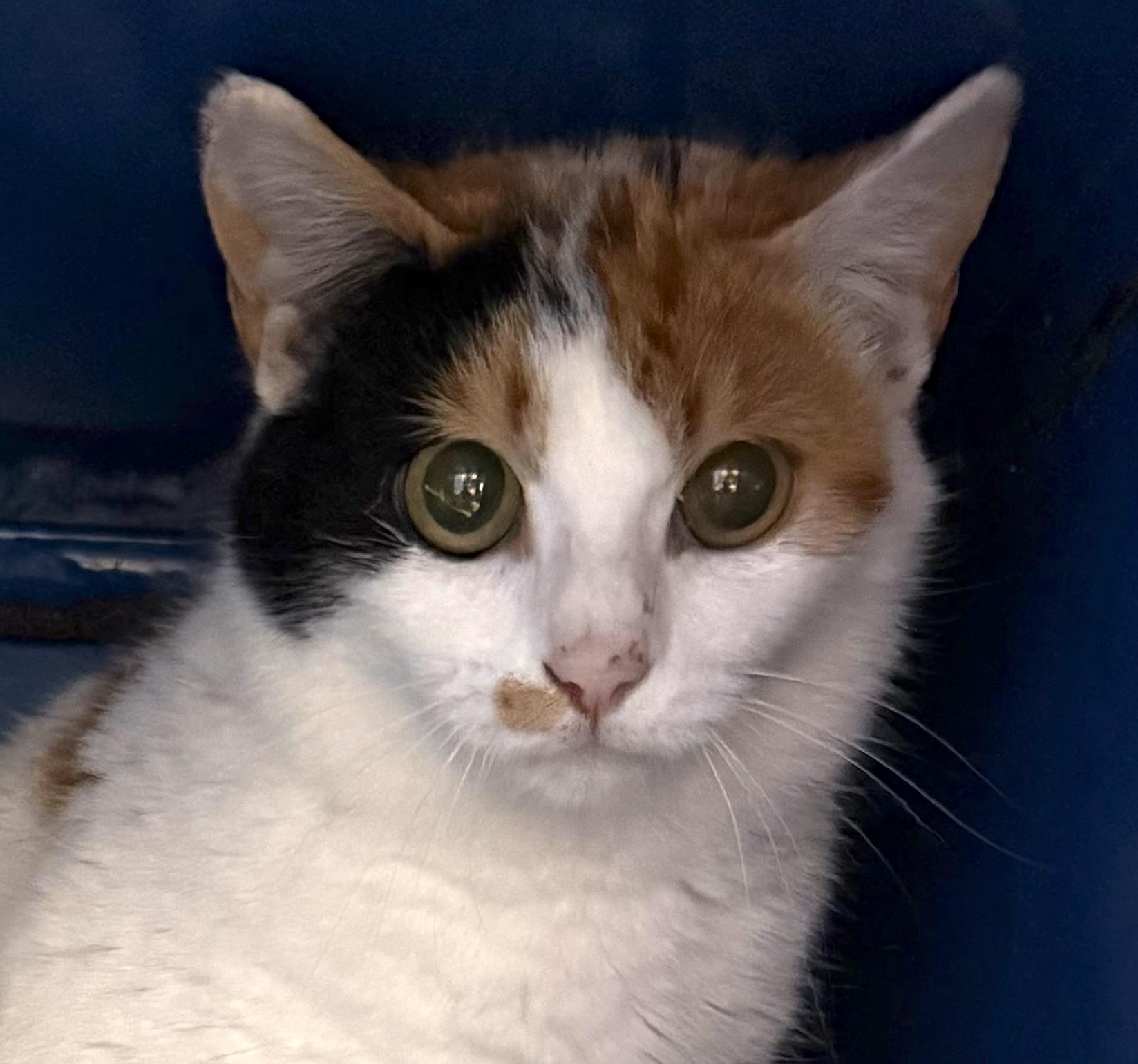 Enlarge Aries, an adopted Domestic Short Hair in Sault Sainte Marie, MI image 1/6