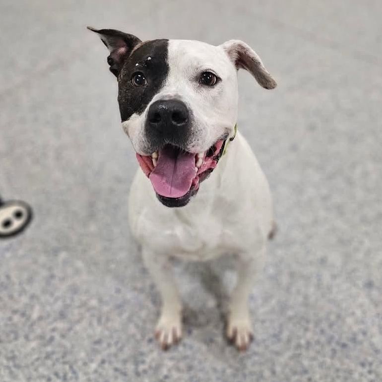 Enlarge Rocky, a Adoptable Mixed Breed in Warren, OH image 1/2