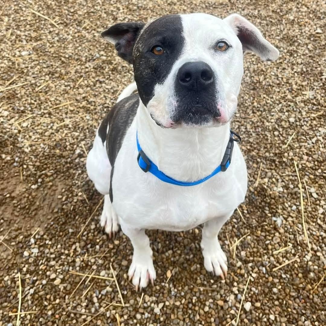 Enlarge Rocky, a Adoptable Mixed Breed in Warren, OH image 2/2