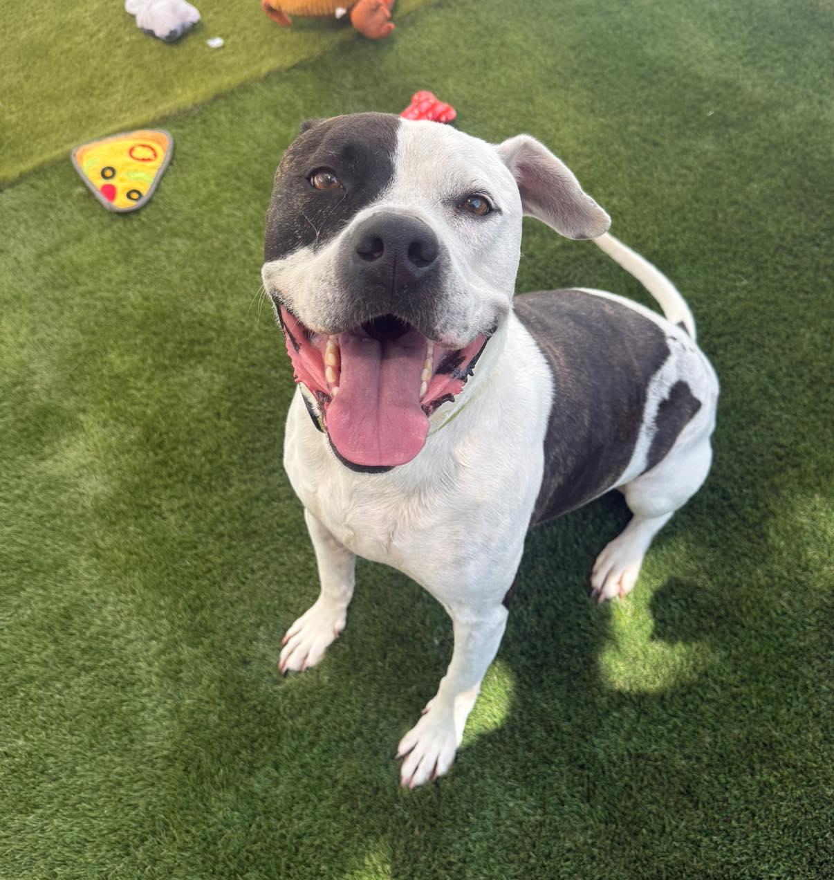 Rocky, Adoptable, Young Male Mixed Breed.