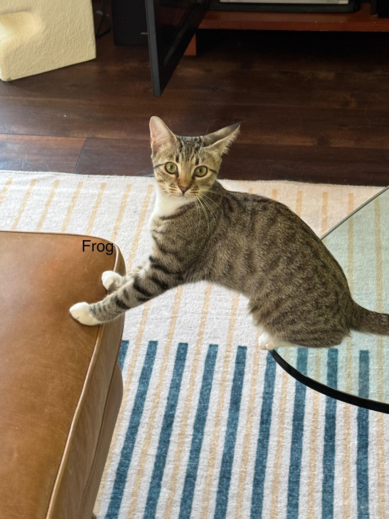 Frog, Adoptable, Young Female Tabby.