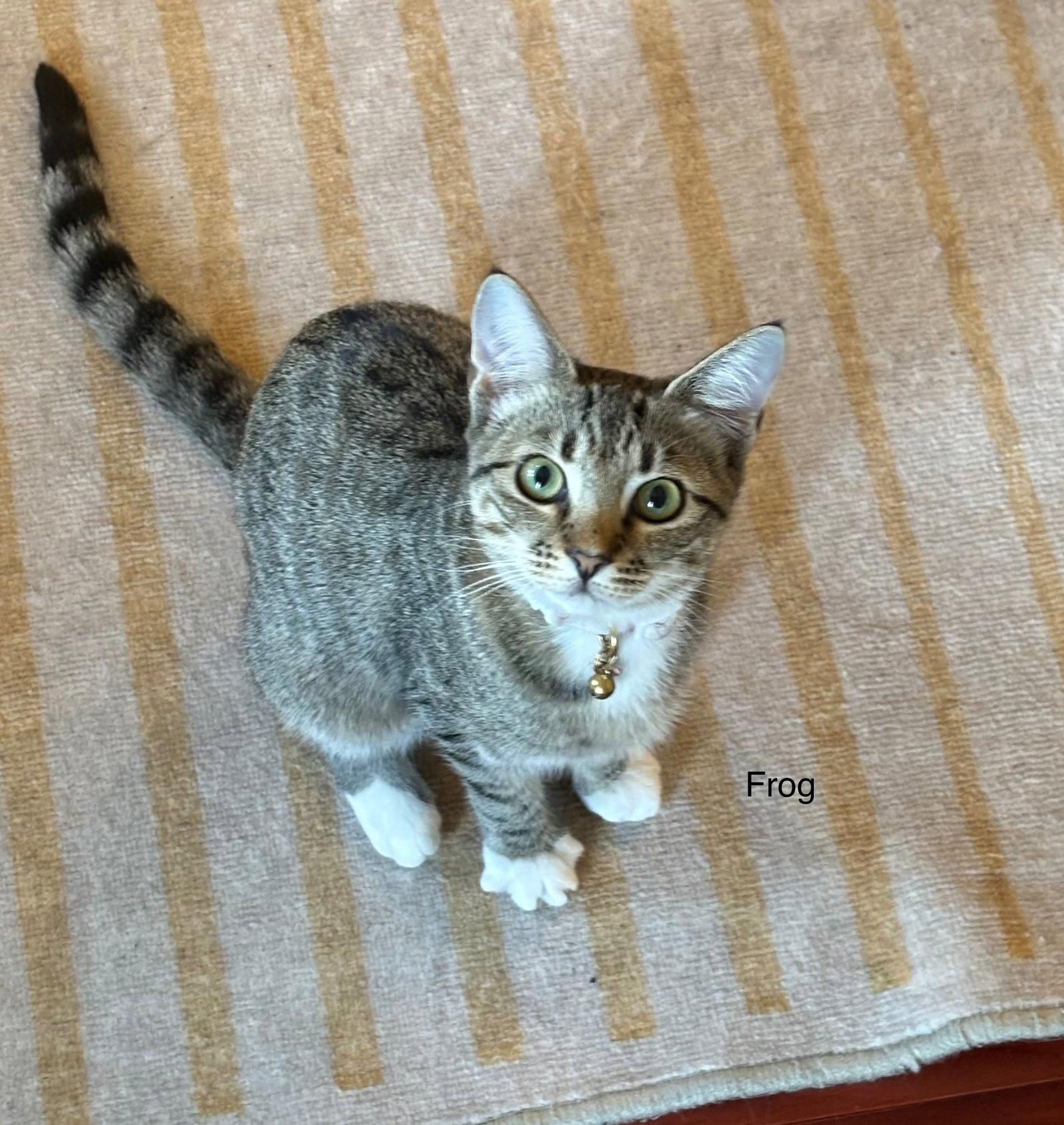 Enlarge Frog, a Adoptable Tabby in Orleans, ON image 2/3