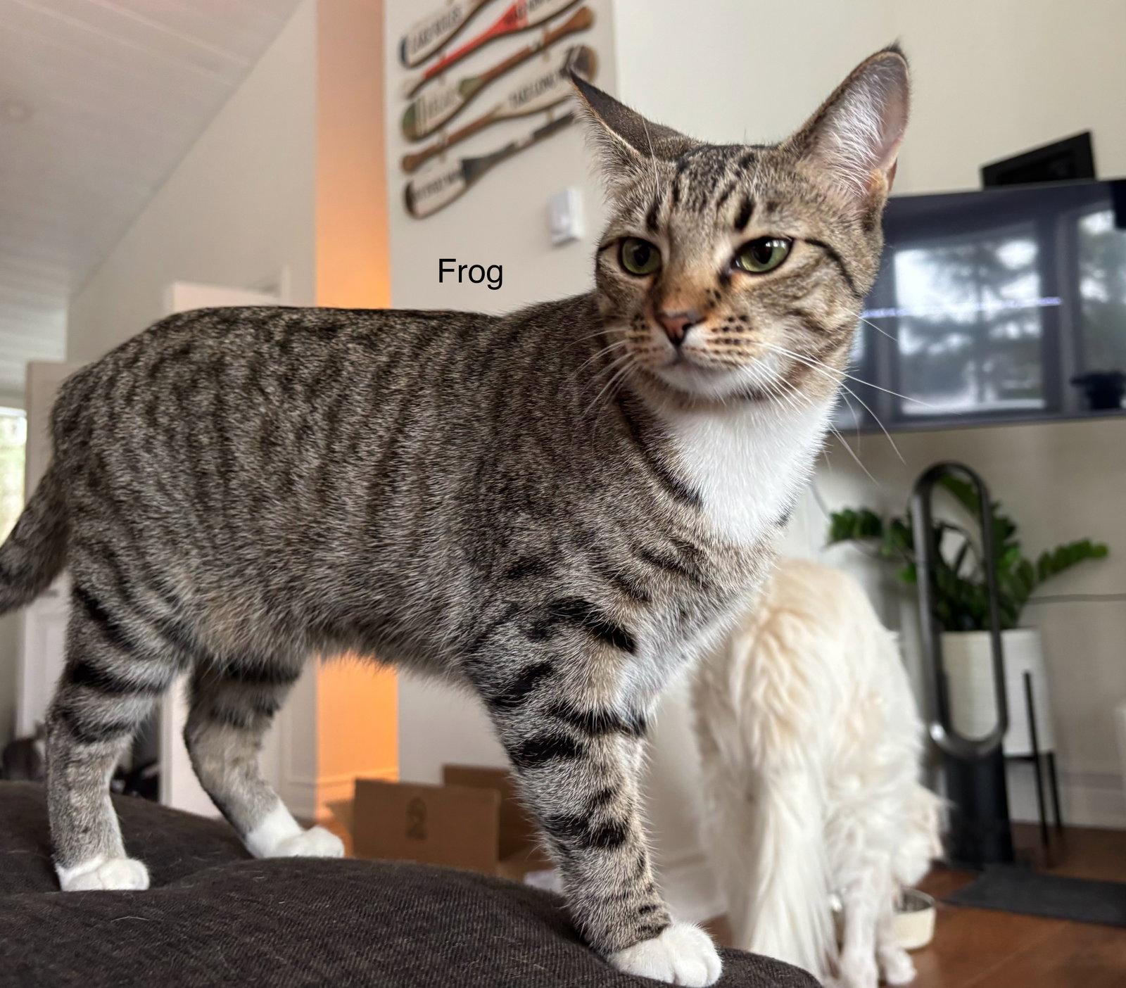 Enlarge Frog, a Adoptable Tabby in Orleans, ON image 3/3