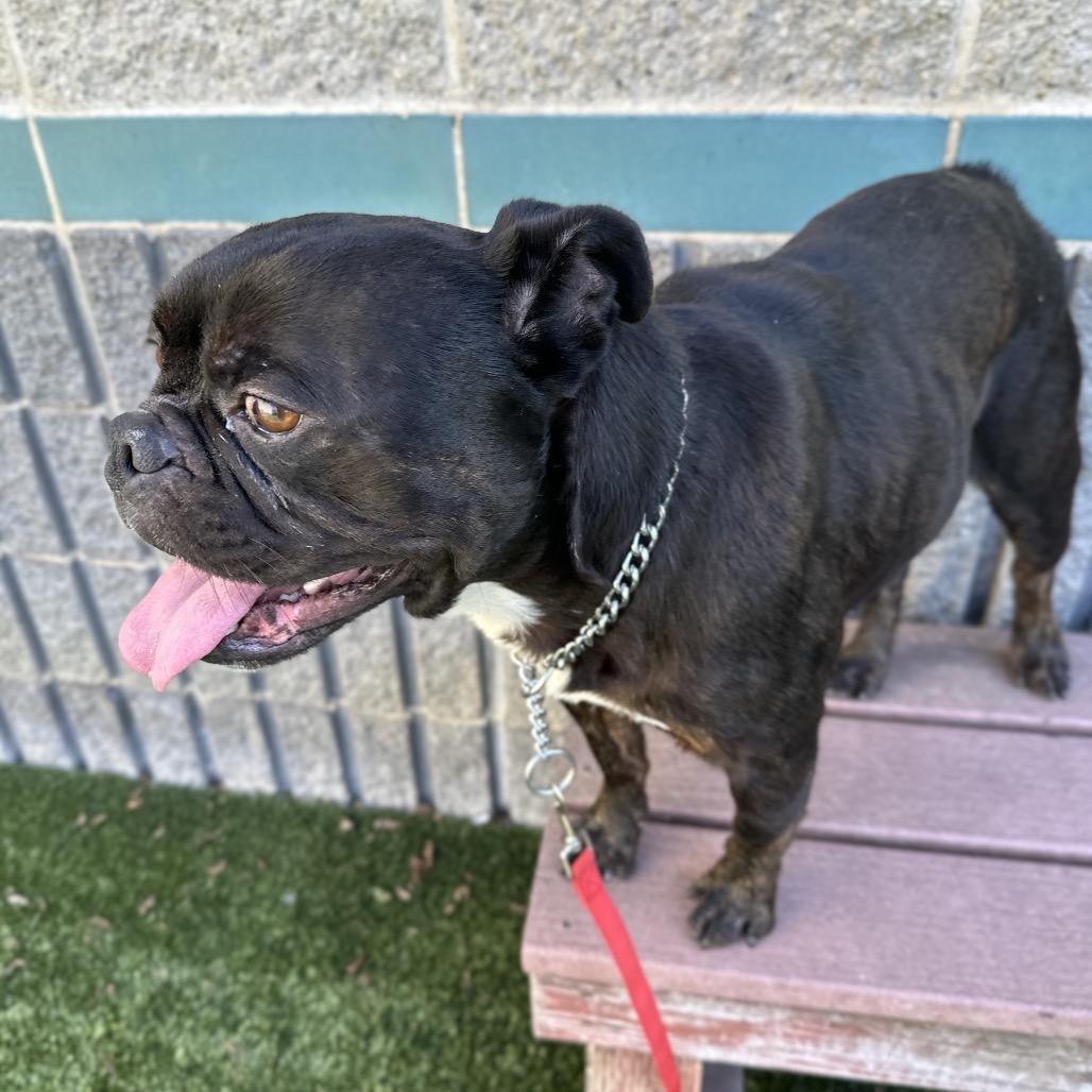 Enlarge Johnny - ECAS, a Adoptable mixed breed in Pleasanton, CA image 1/6