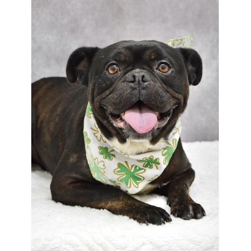 Enlarge Johnny - ECAS, a Adoptable mixed breed in Pleasanton, CA image 2/6