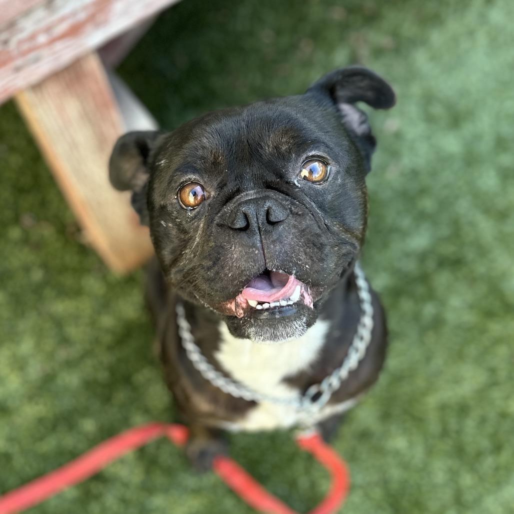 Enlarge Johnny - ECAS, a Adoptable mixed breed in Pleasanton, CA image 4/6