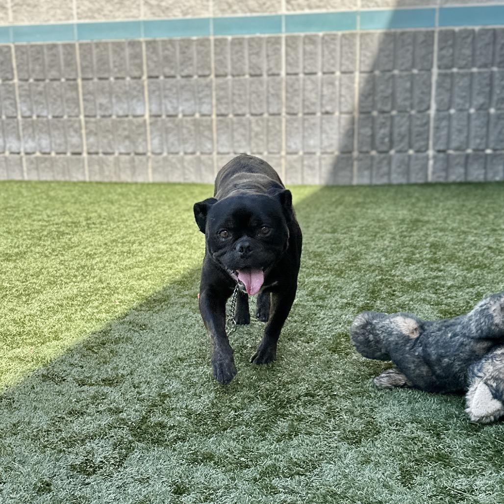 Enlarge Johnny - ECAS, a Adoptable mixed breed in Pleasanton, CA image 5/6