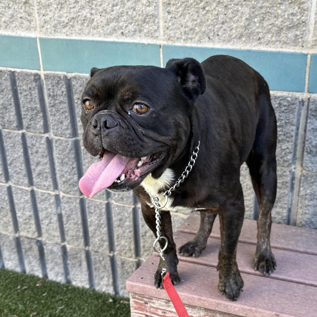 Enlarge Johnny - ECAS, a Adoptable mixed breed in Pleasanton, CA image 6/6