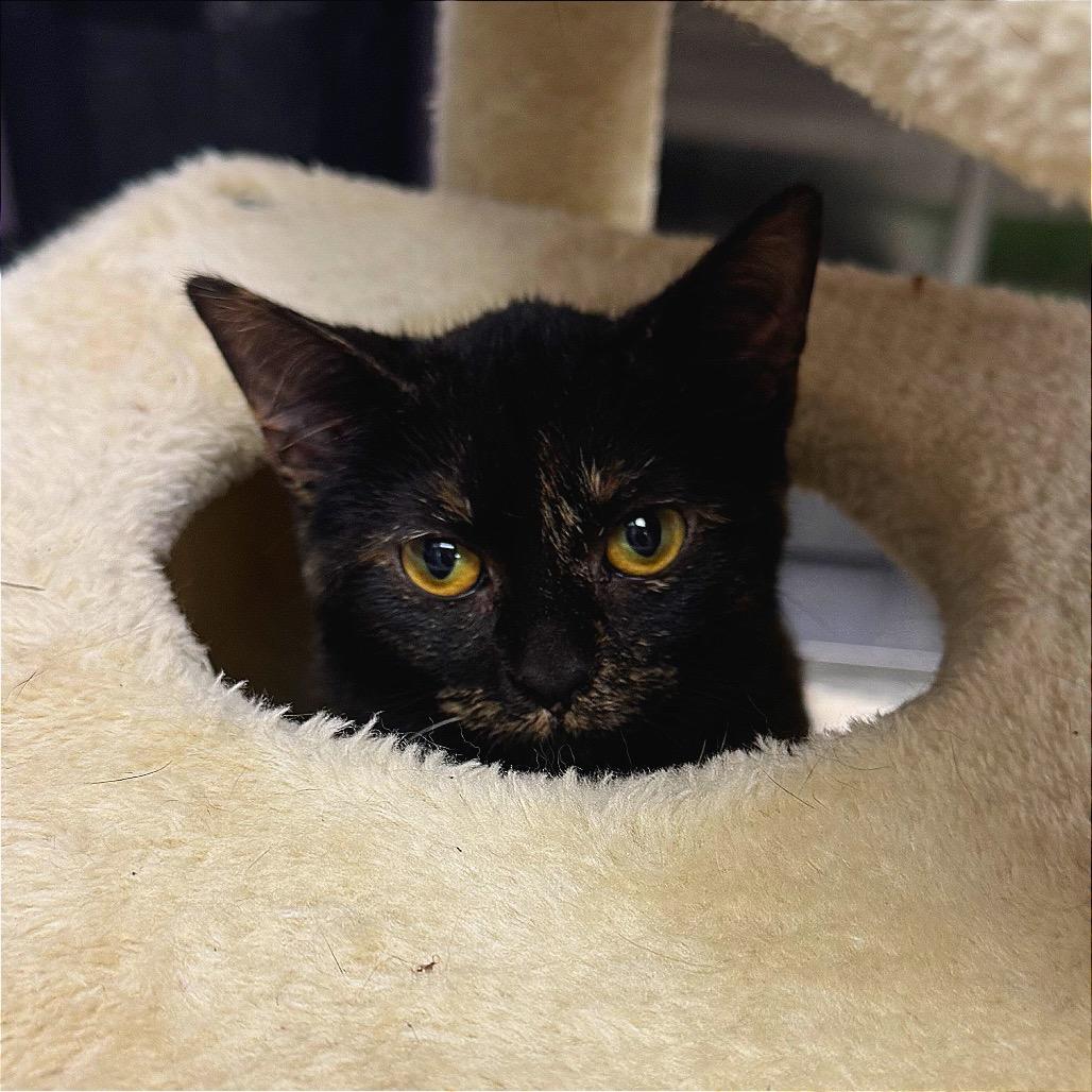 I'm Tired Grandpa, Adoptable, Young Female Domestic Short Hair.