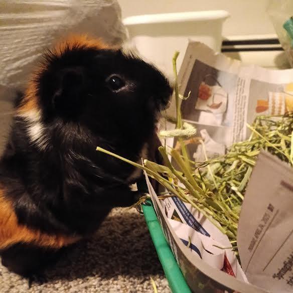 Enlarge Newman with Herman-In foster, a Adoptable Guinea Pig in Springfield, MA image 1/2