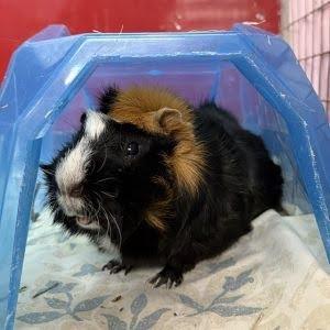 Enlarge Newman with Herman-In foster, a Adoptable Guinea Pig in Springfield, MA image 2/2