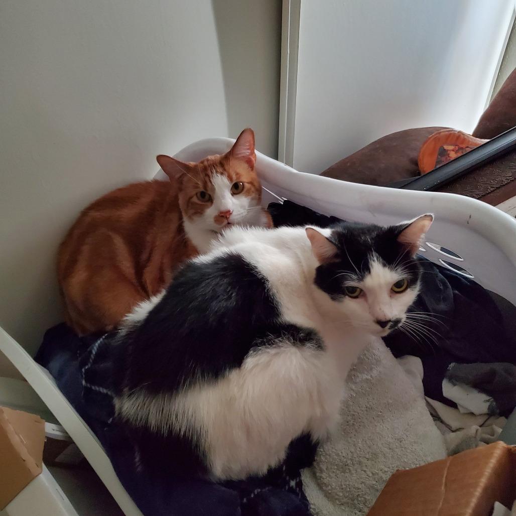 Enlarge Chloe, a Adoptable Domestic Short Hair in Las Vegas, NV image 1/4