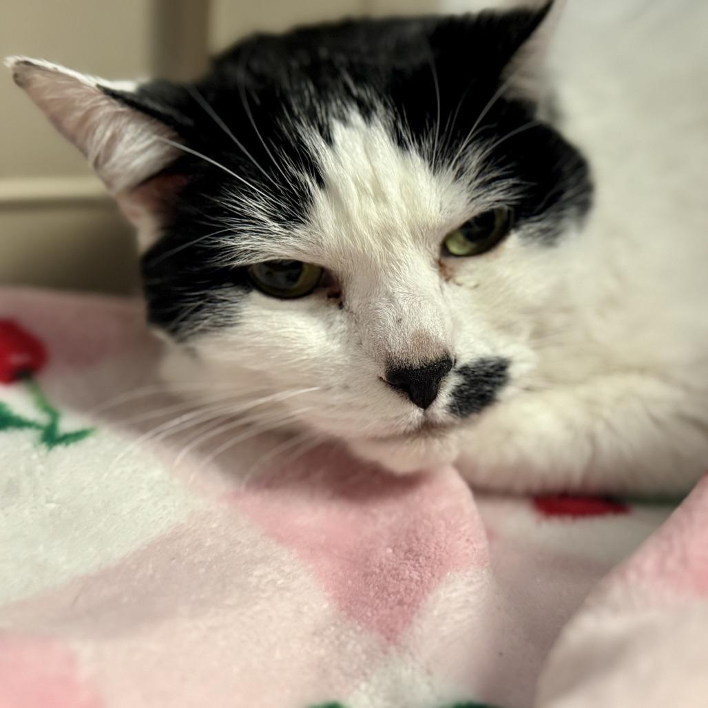 Enlarge Chloe, a Adoptable Domestic Short Hair in Las Vegas, NV image 2/4