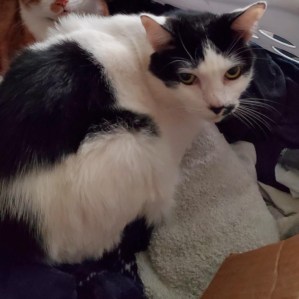 Enlarge Chloe, a Adoptable Domestic Short Hair in Las Vegas, NV image 4/4