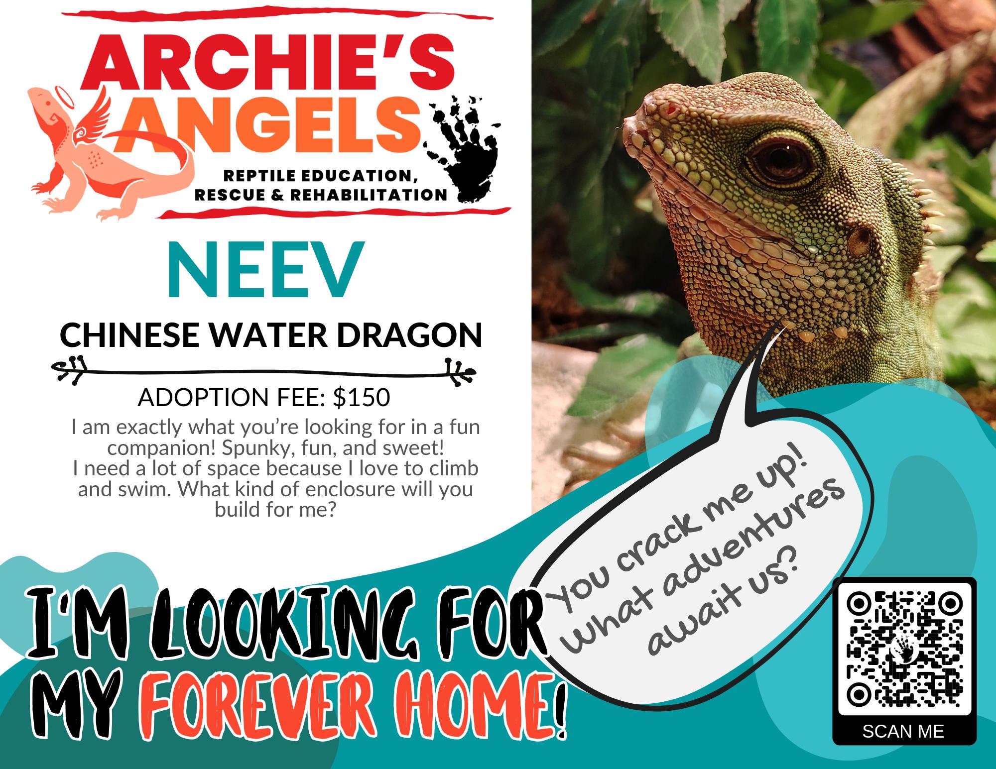 Enlarge Neev, a ADOPTABLE Monitor in Green Bay, WI image 1/1