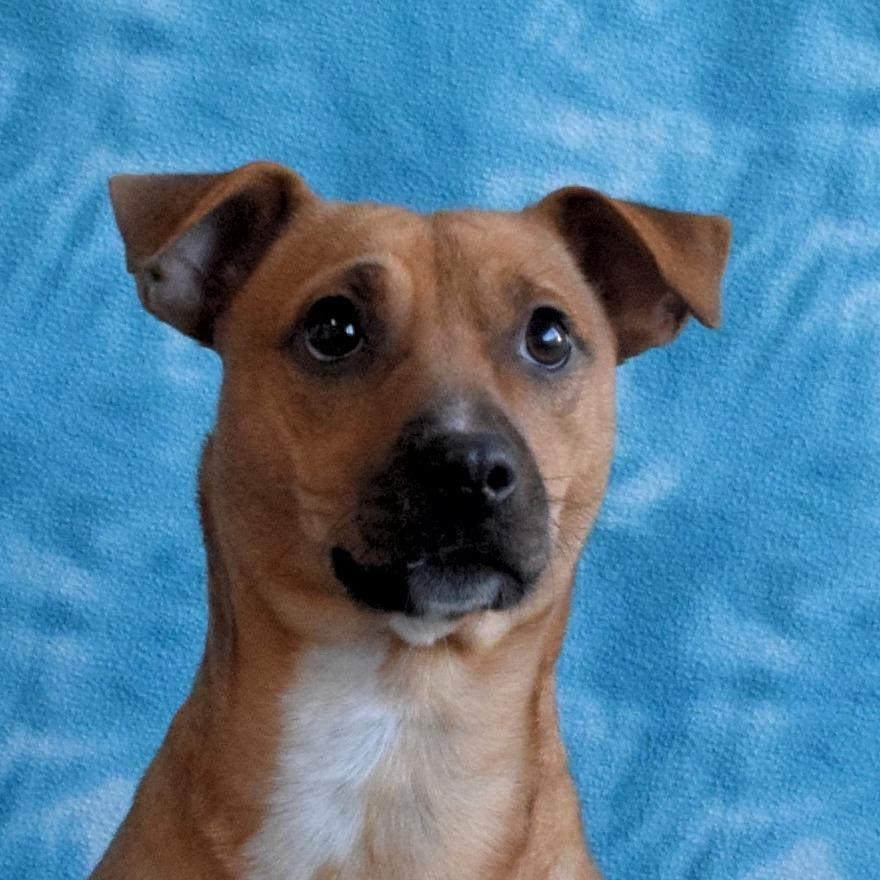 Lexie Love, Adoptable, Adult Female Chihuahua.