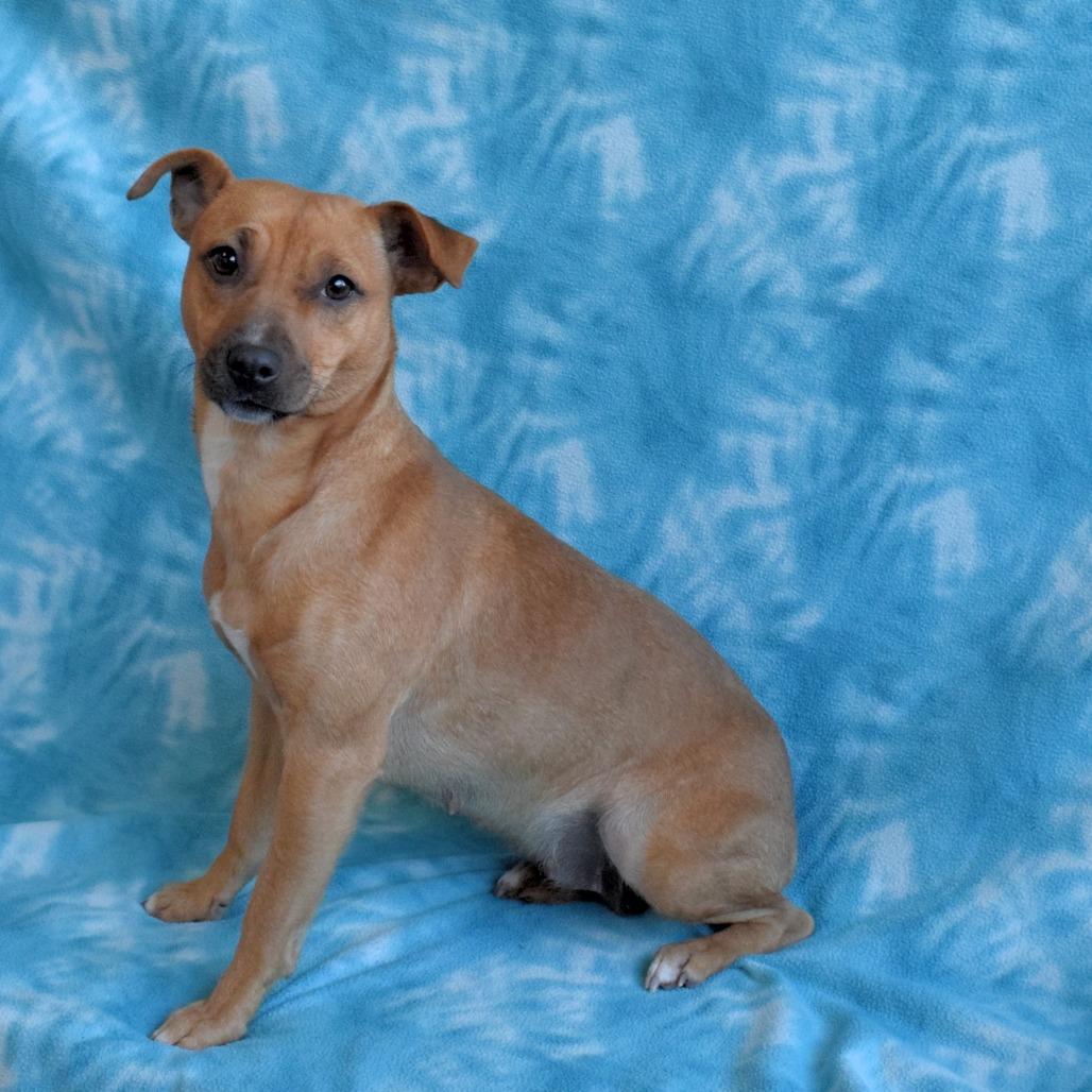 Enlarge Lexie Love, a Adoptable Chihuahua in Eureka, CA image 2/4