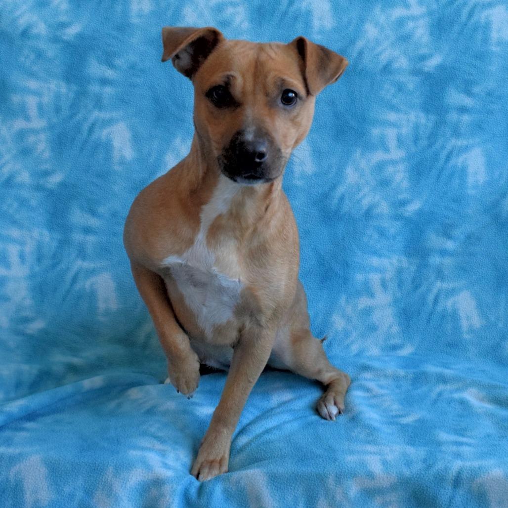 Enlarge Lexie Love, a Adoptable Chihuahua in Eureka, CA image 3/4