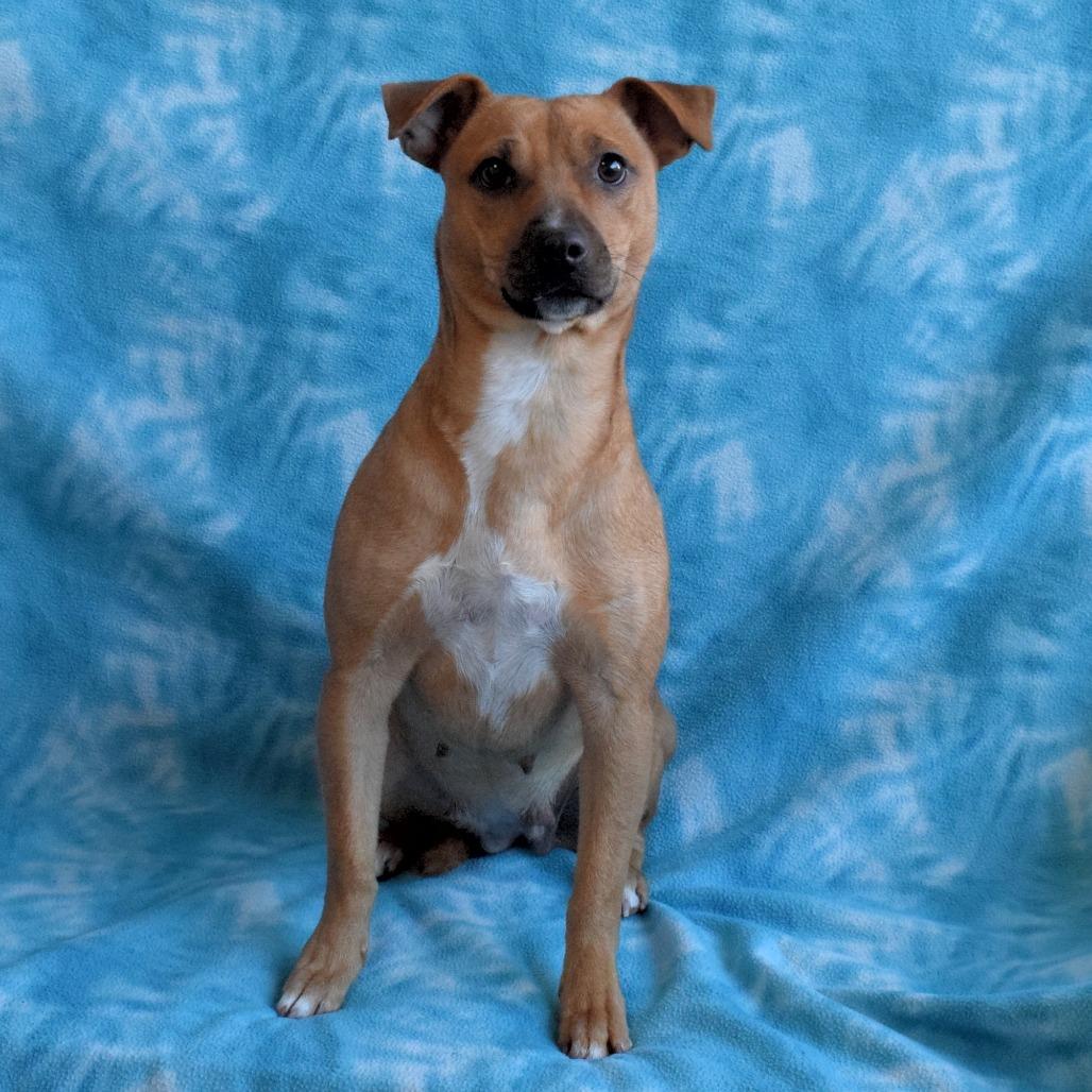 Enlarge Lexie Love, a Adoptable Chihuahua in Eureka, CA image 4/4