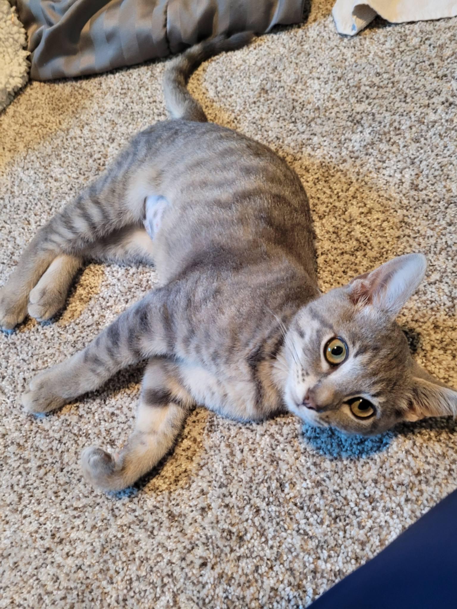 Anne, adopted, Kitten Female Domestic Short Hair.