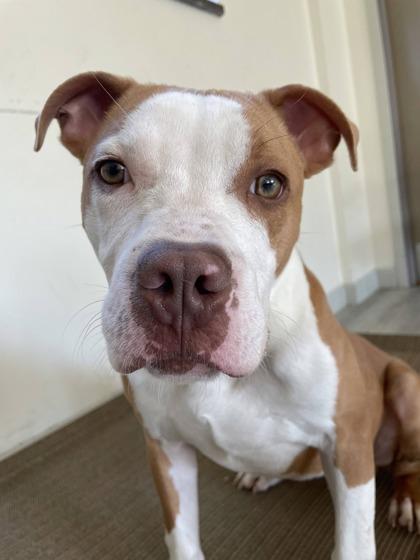 Eddie, Adoptable, Adult Male Terrier & Mixed Breed.