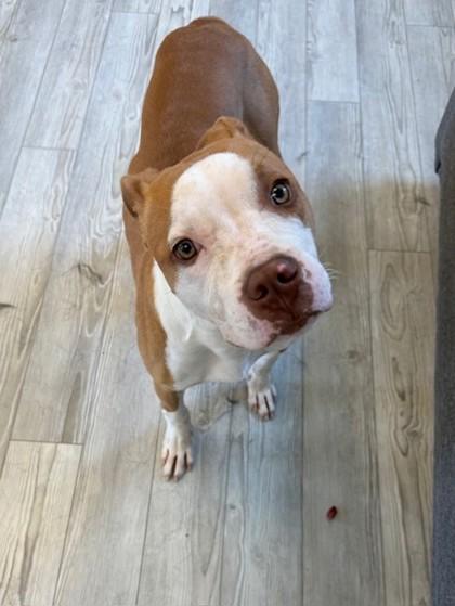 Enlarge Eddie, a Adoptable mixed breed in South Bend, IN image 2/3