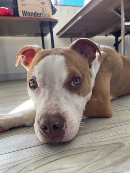 Enlarge Eddie, a Adoptable mixed breed in South Bend, IN image 3/3