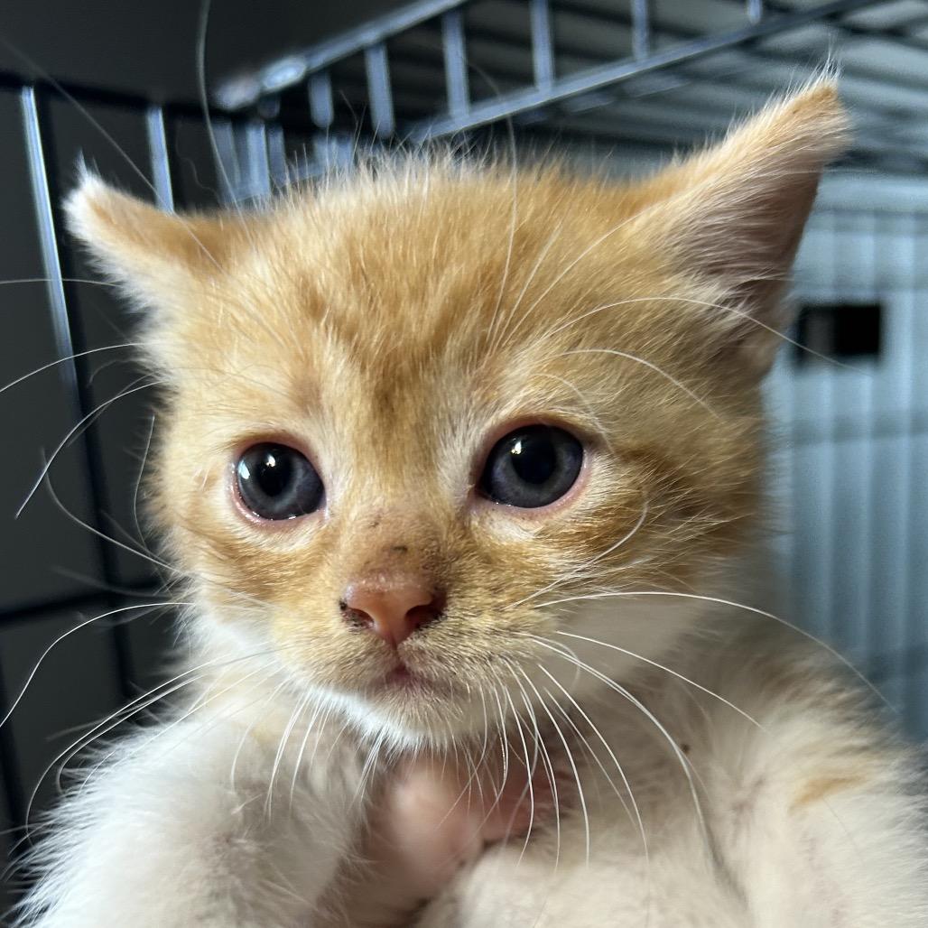 Enlarge Vans, a Adoptable Domestic Short Hair in Irwin, PA image 1/2