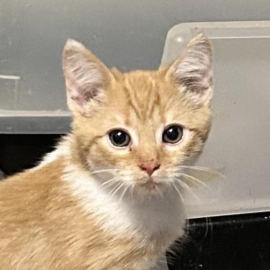 Enlarge Vans, a Adoptable Domestic Short Hair in Irwin, PA image 2/2