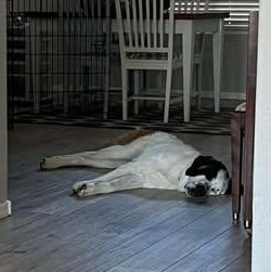 Enlarge Tanzanite (Tanzi), a ADOPTABLE Saint Bernard in Mesa, AZ image 5/6