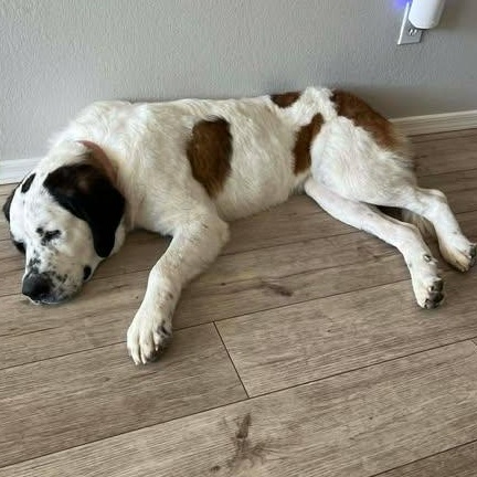 Enlarge Tanzanite (Tanzi), a ADOPTABLE Saint Bernard in Mesa, AZ image 3/6
