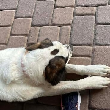 Enlarge Tanzanite (Tanzi), a ADOPTABLE Saint Bernard in Mesa, AZ image 6/6