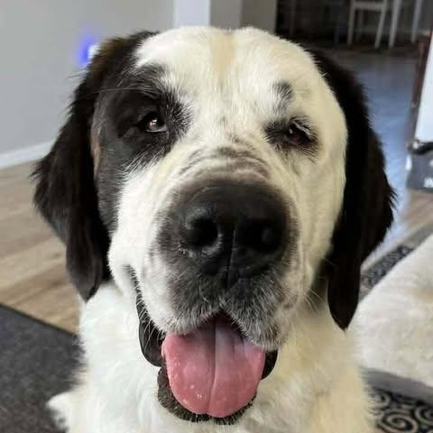 Enlarge Tanzanite (Tanzi), a ADOPTABLE Saint Bernard in Mesa, AZ image 1/6
