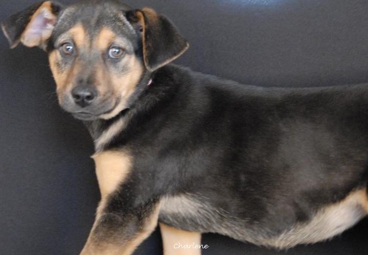 Enlarge Imre, a Adoptable mixed breed in Newland, NC image 2/2