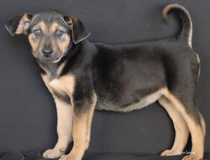 Imre, Adoptable, Puppy Female Chow Chow & Beagle.