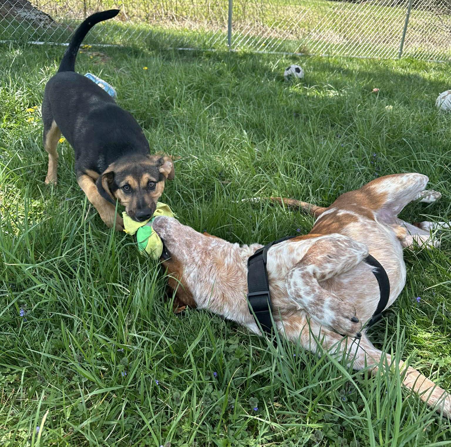 Enlarge Imre, a Adoptable mixed breed in Newland, NC image 3/4